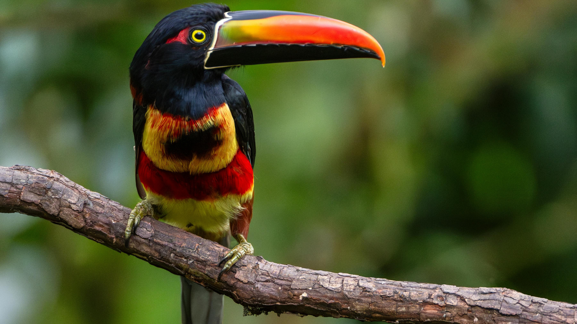 costa rica