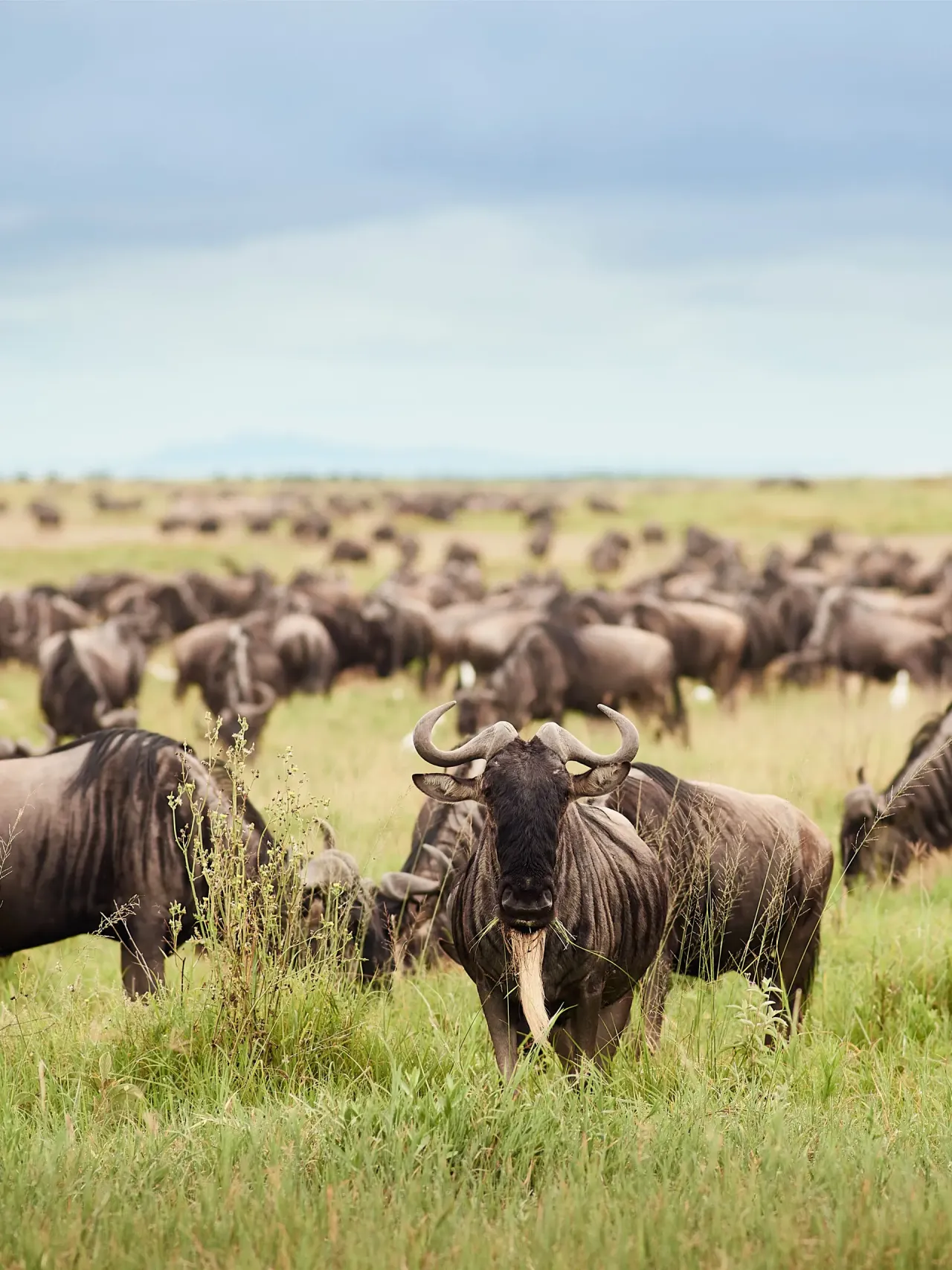 kichakani sergenti camp