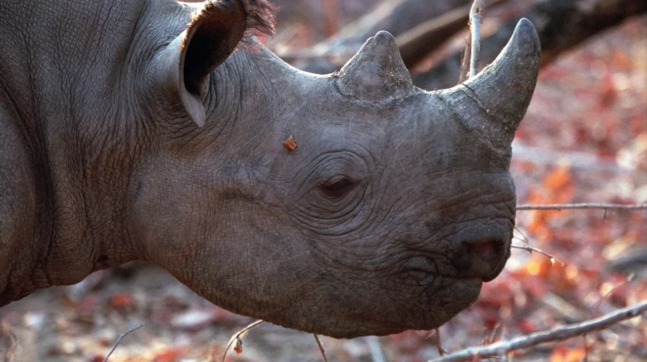 rinoceronti zimbabwe