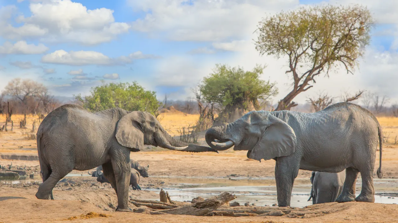 parco nazionale Hwange