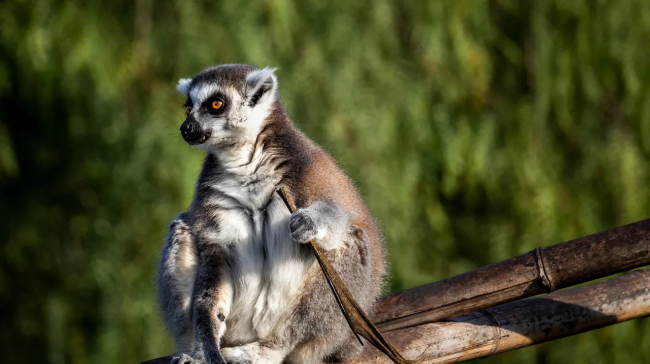 lemuri 