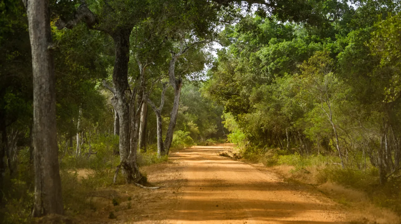 Il Parco Nazionale di Wilpattu
