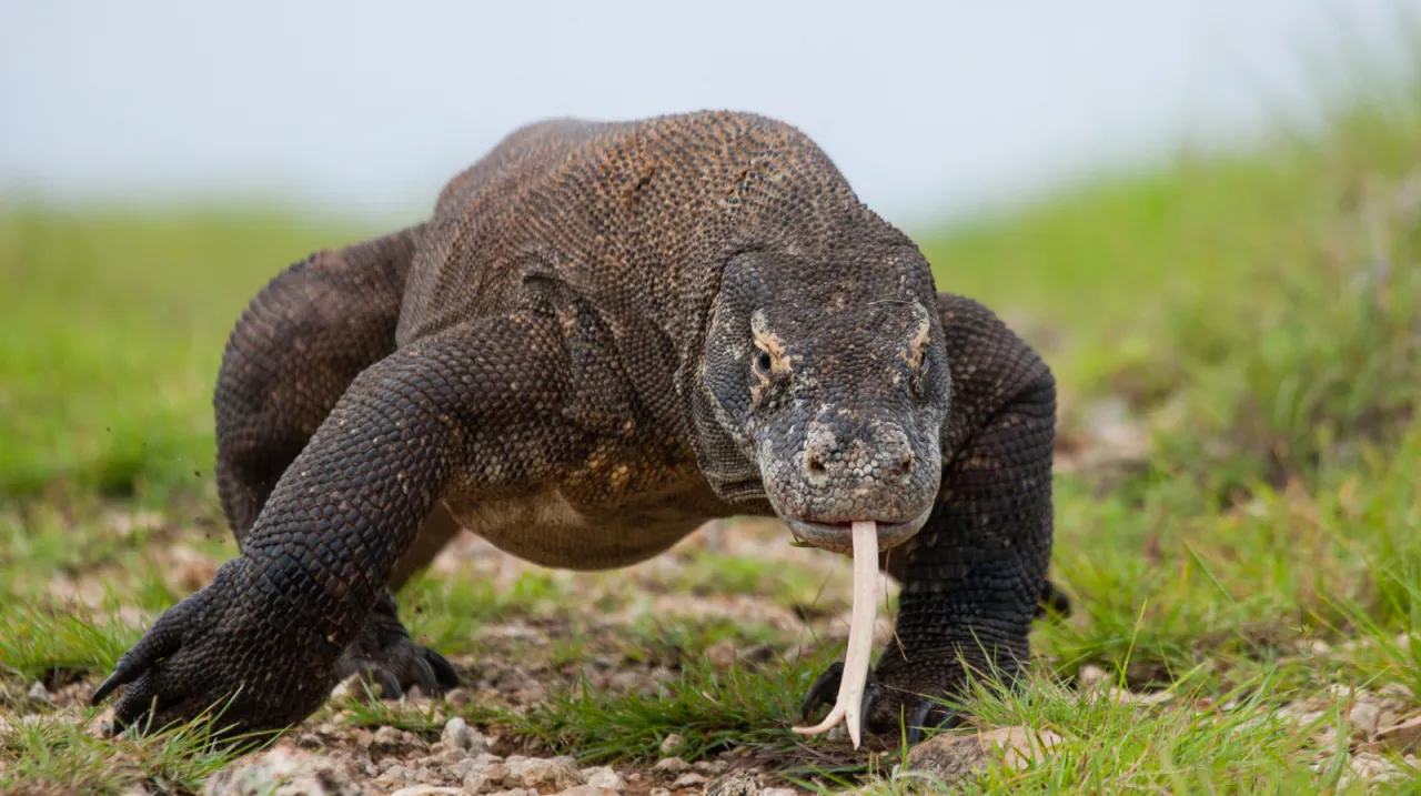 Komodo 