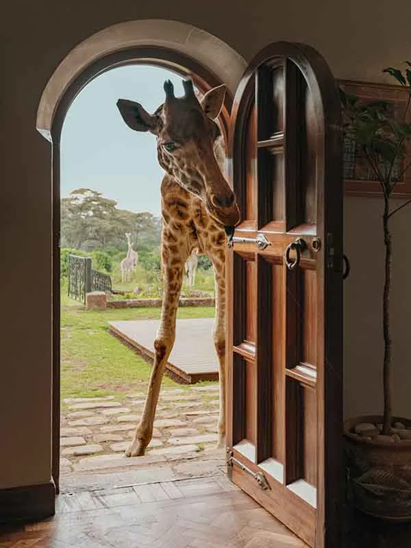 Giraffe