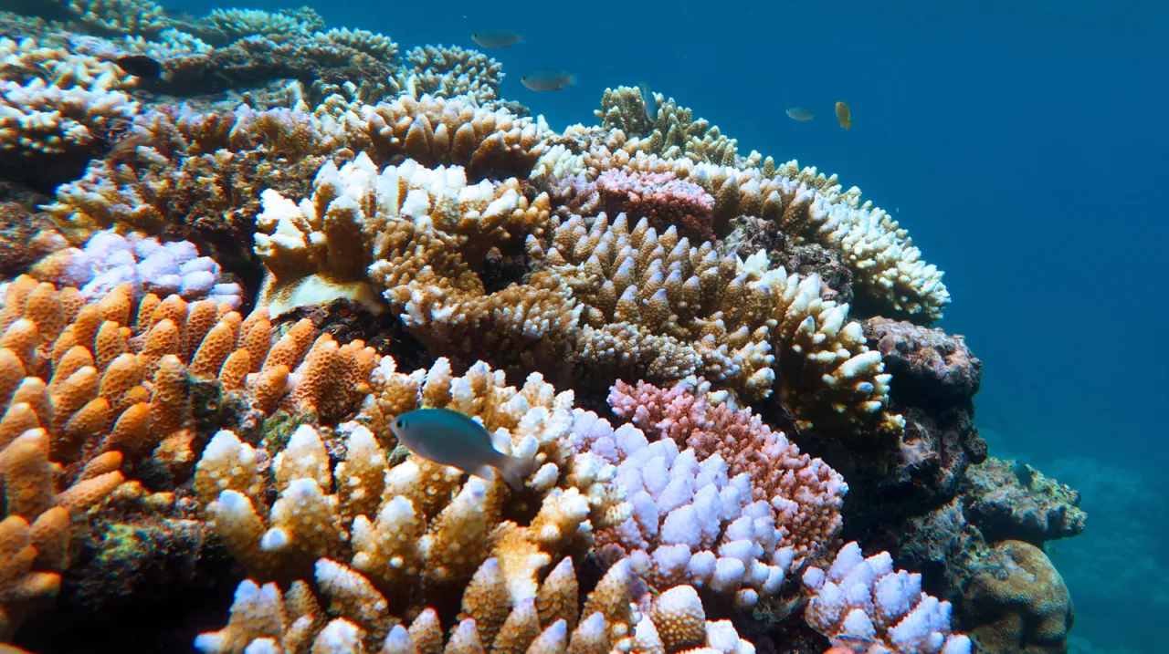 Grande Barriera Corallina