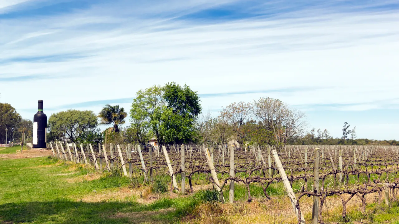 vigne uruguay