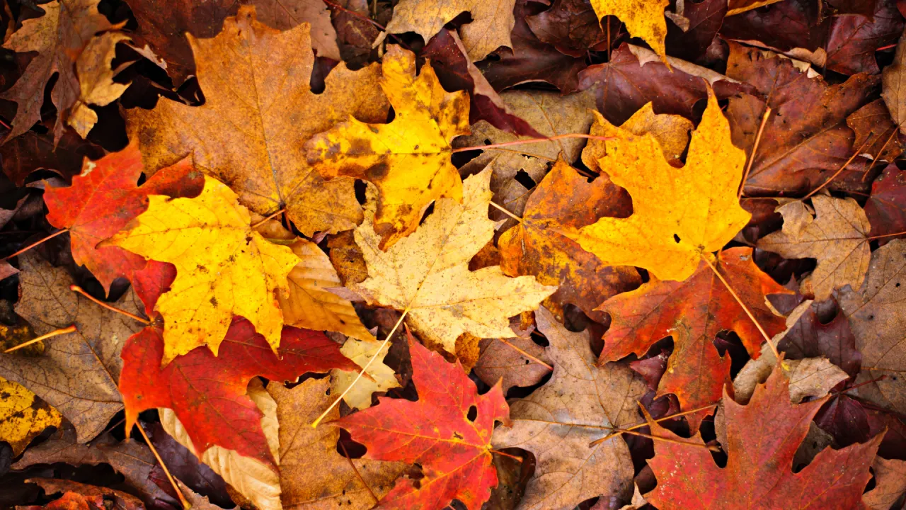 AUTUNNO