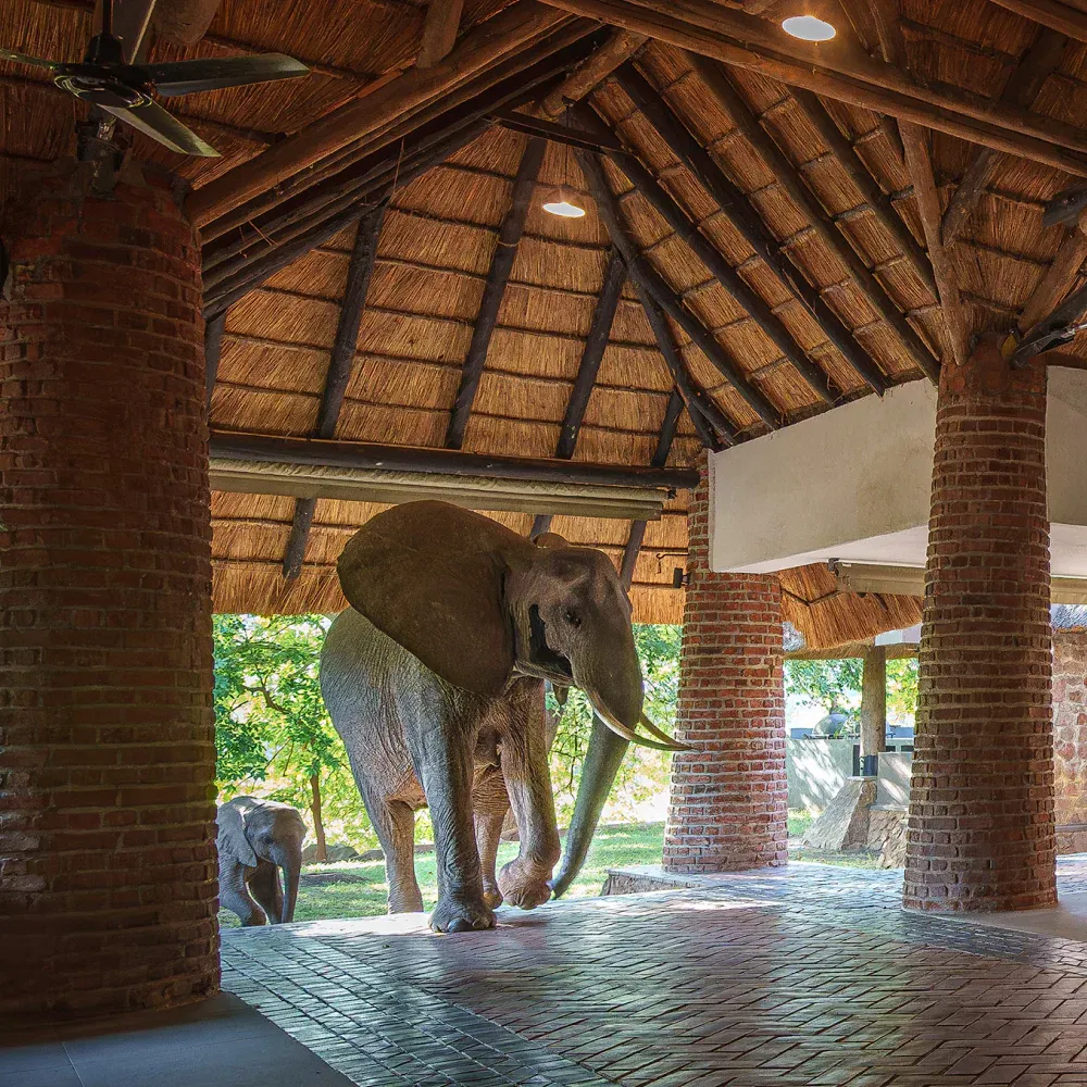 mfuwe lodge