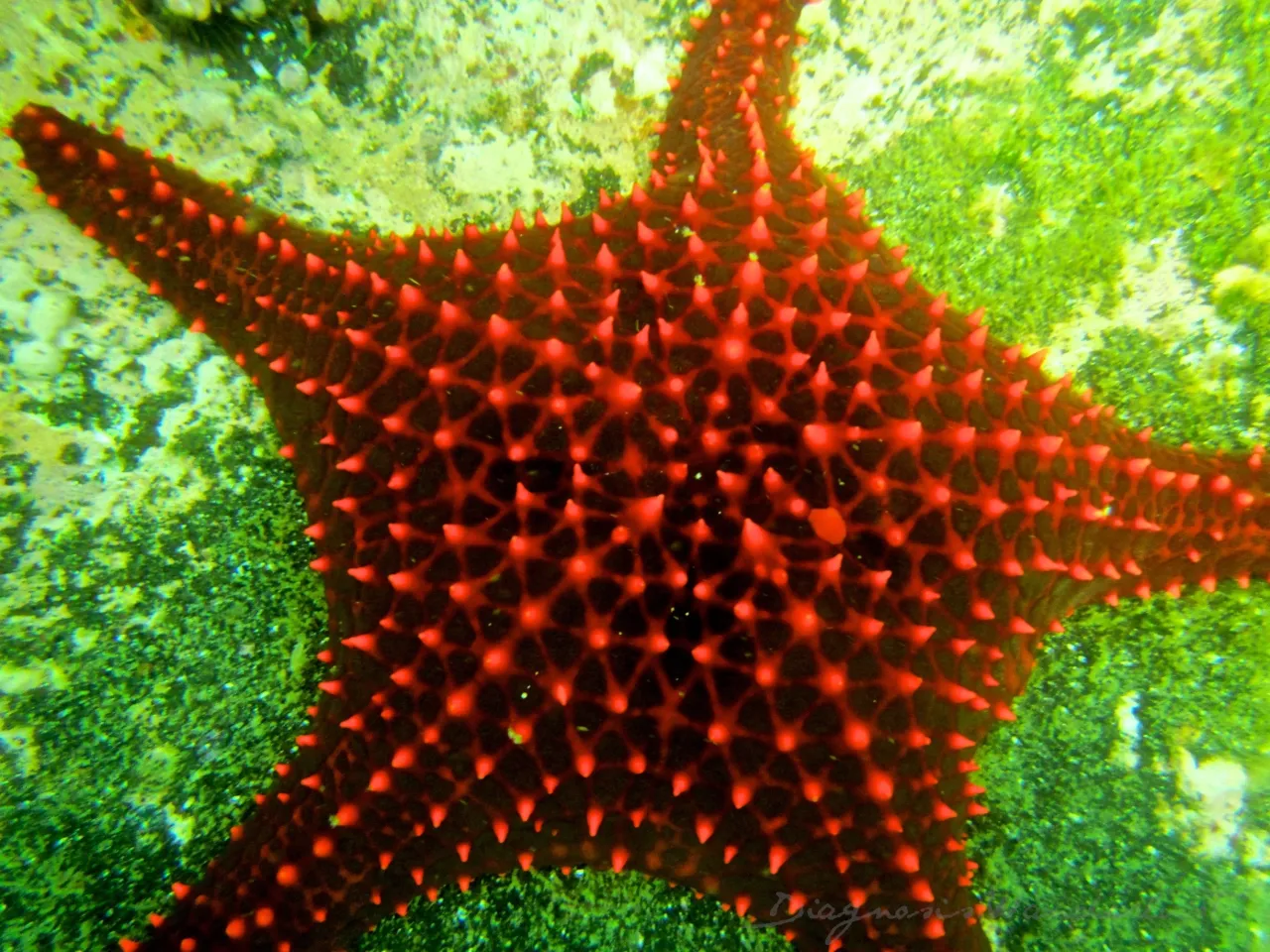 Galápagos Sea Star hotel image from Expedia