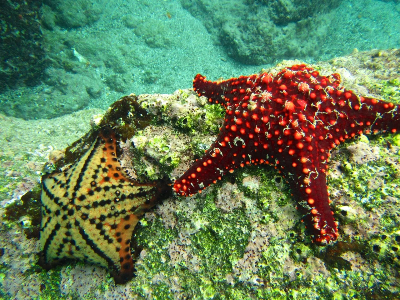 Galápagos Sea Star hotel image from Expedia
