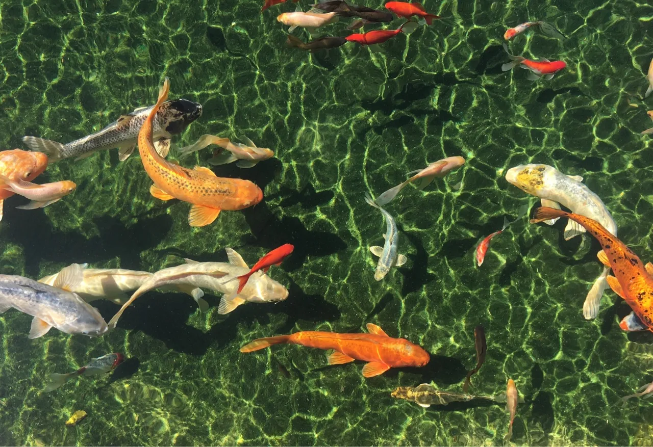 Grootbos Private Nature Reserve, Walker Bay hotel image from Expedia