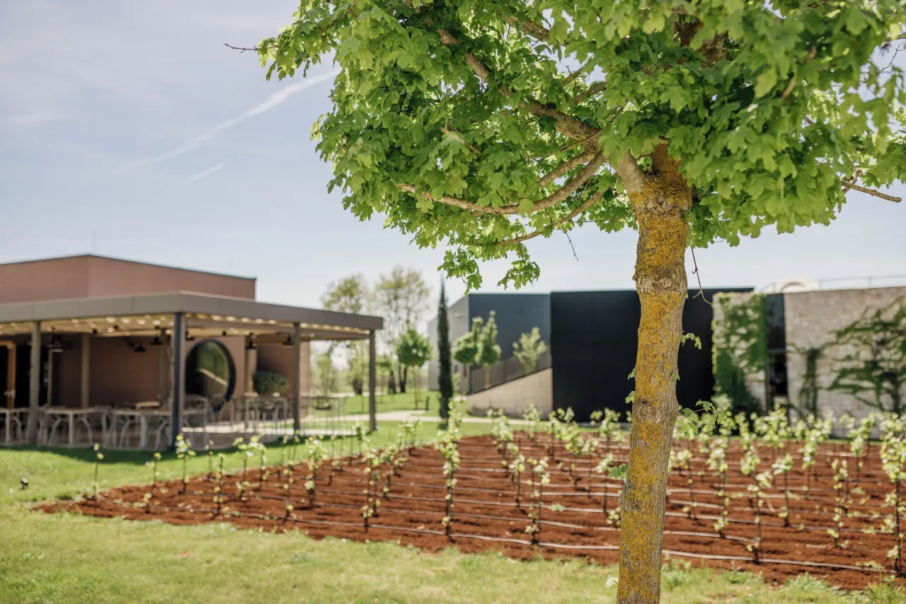 Meneghetti Wine Hotel, Istria hotel image from Expedia