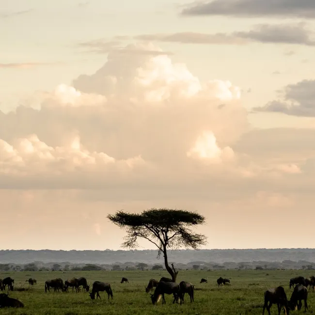 kichakani sergenti camp