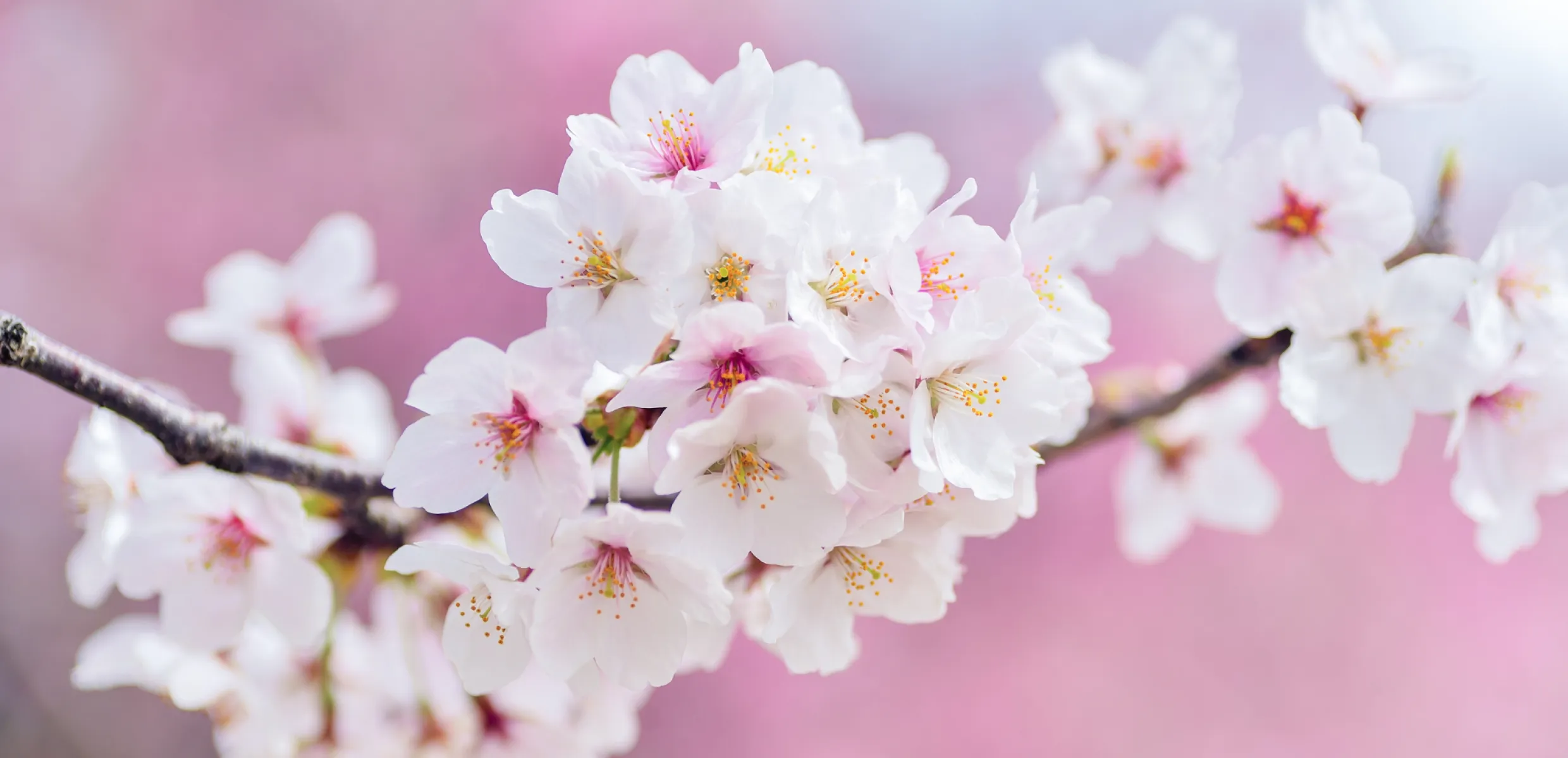 primavera