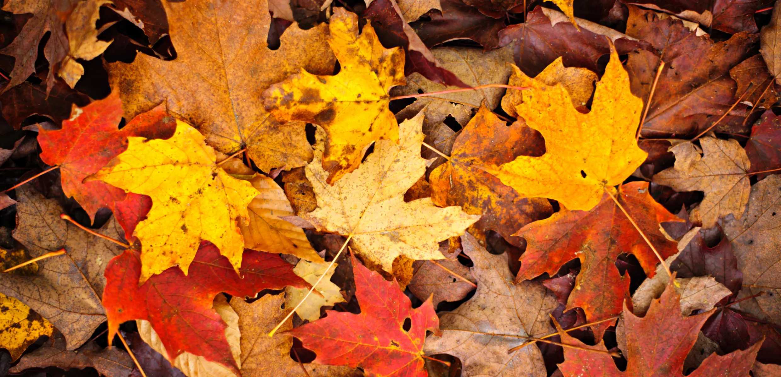 AUTUNNO