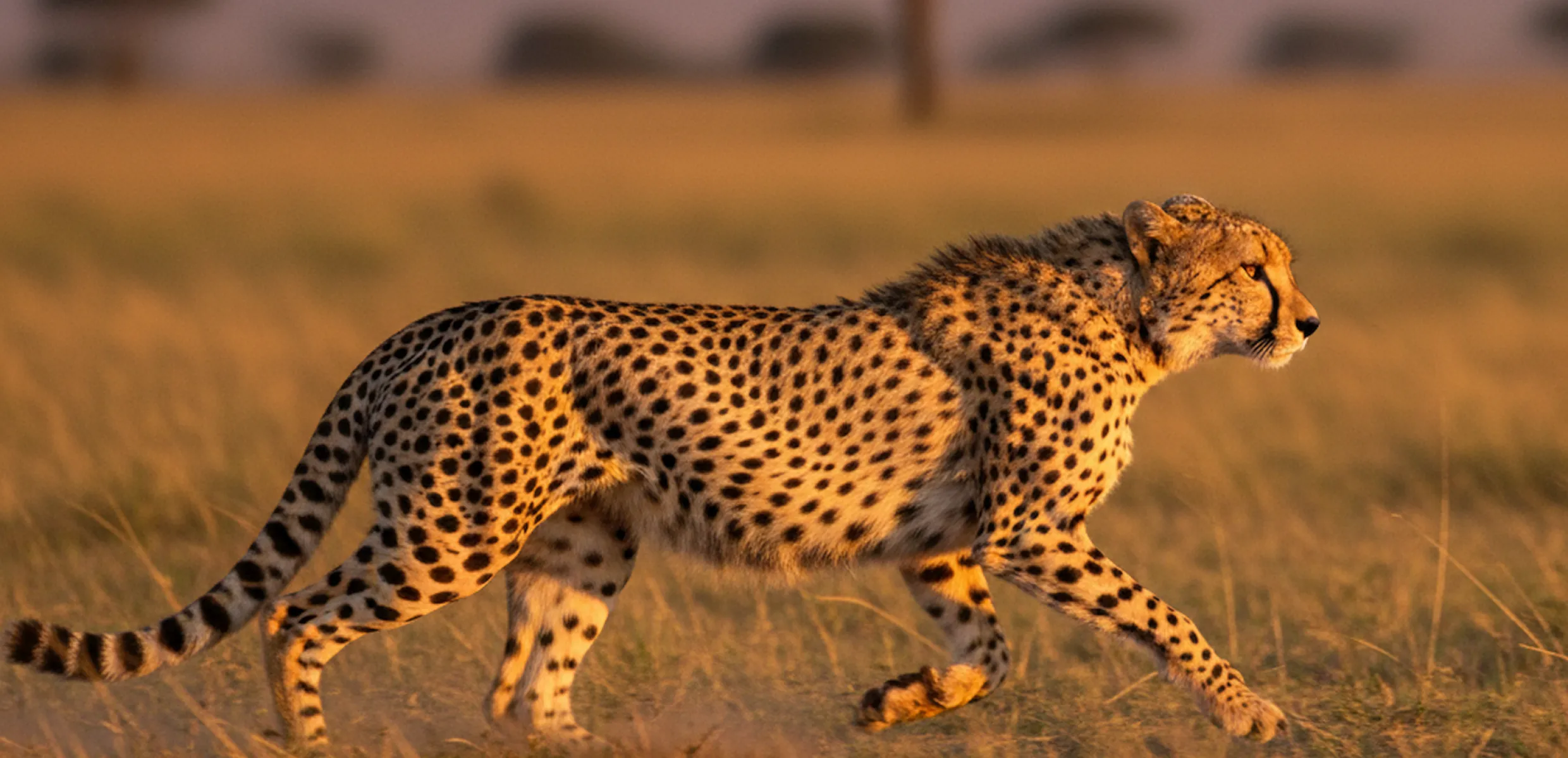 wildlife